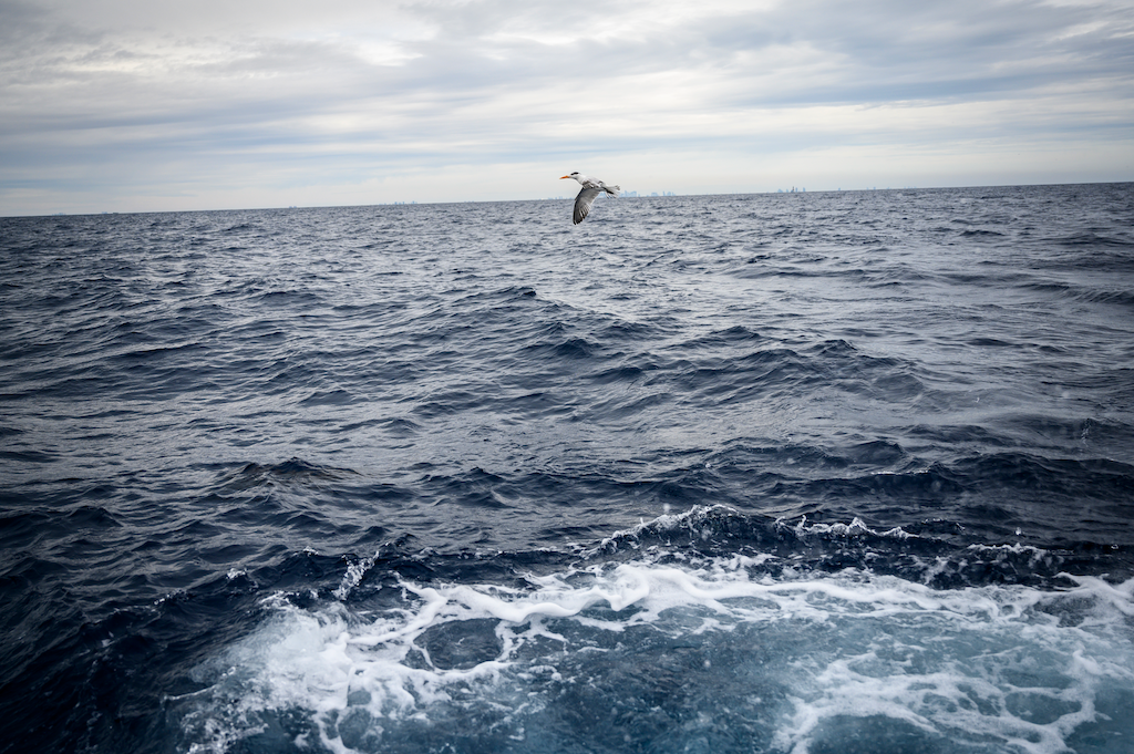 Seagull flying above wave on the ocean