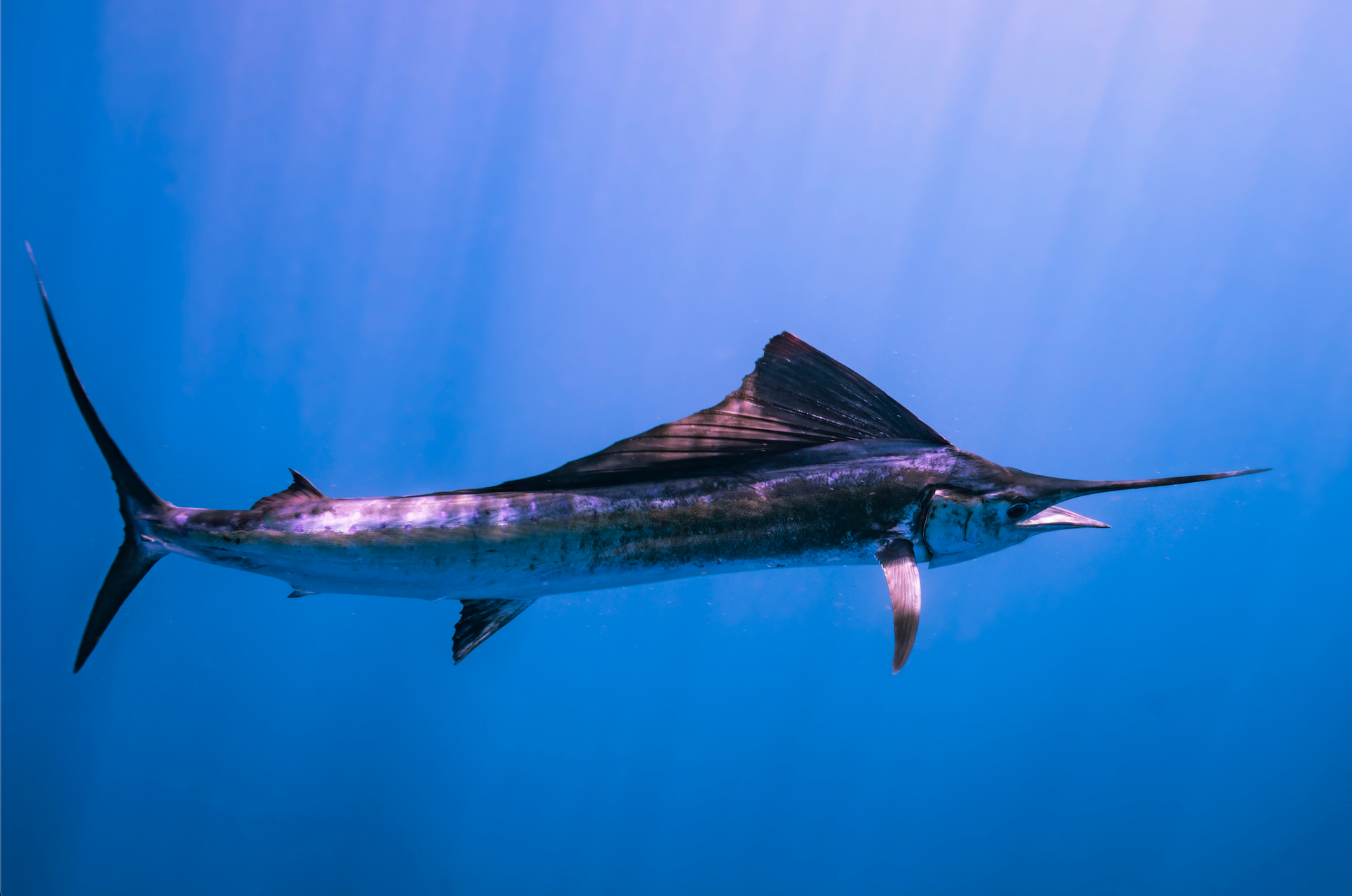 Sailfishing with Captain Quinton Dieterle